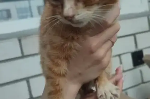 Кошка найдена: ул. Корпорация Хайер, НЧ