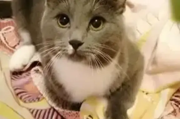 Пропала кошка, Медицинская ул., Тюмень