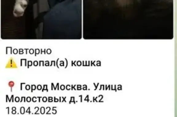 Пропала кошка, ул. Молостовых 14 к2