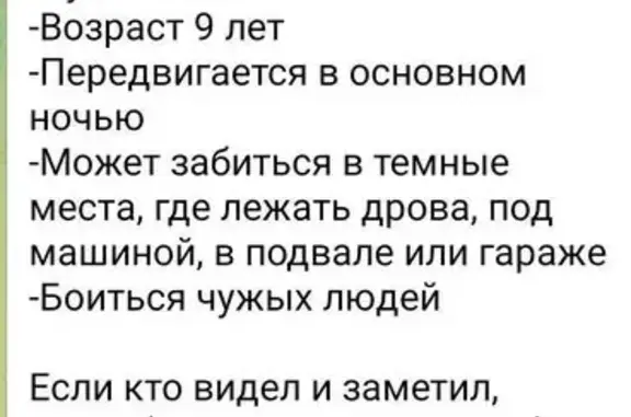 Пропала кошка в Тарасково, МО