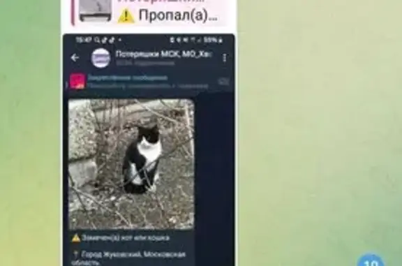 Кошка Маркиз найдена: ул. Анохина, 11