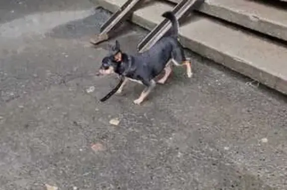 Найдена собака, Екатеринбург, фото: Собака найдена на ул. Черепанова, Екб