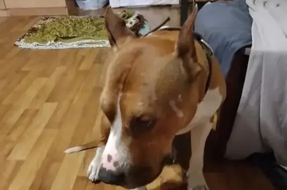 Собака найдена: ул. Климасенко, 11/2