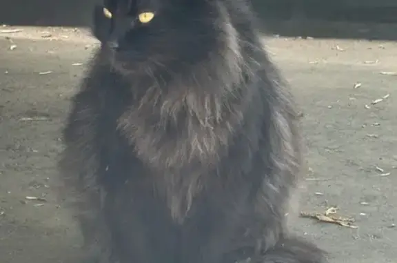 Найдена кошка, ул. Бочвара 5 к2, Москва