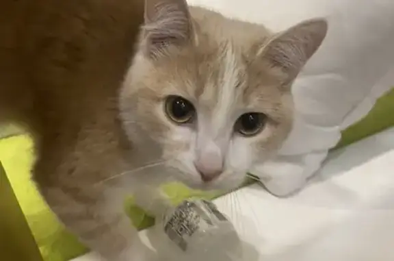 Кошки потеряшки, Усолье-Сибирское, фото: Потеряшка кошка, Стопани 69, Усолье-Сибирское