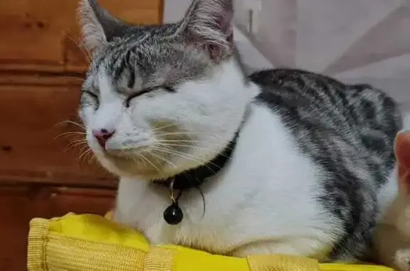 Пропала кошка, Калмиинское, Татарстан