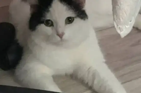 Кошки потеряшки, Оренбург, фото: Потеряшка кошка, Театральная 2А, Оренбург