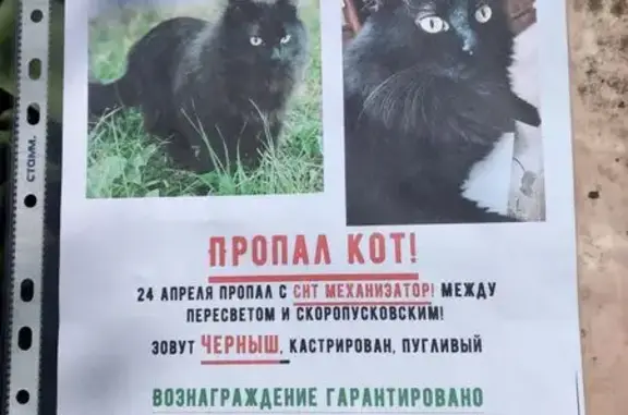 Пропал кот Черныш, СНТ 