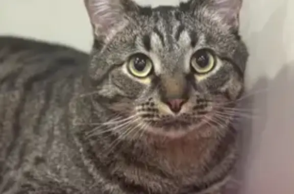 Кошки потеряшки, Рязань, фото: Потеряшка серый кот, ул. Энгельса, 43