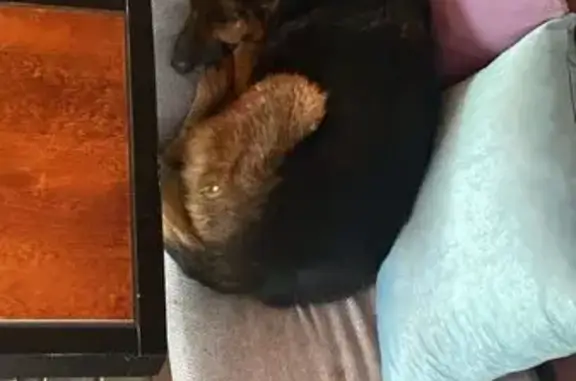 Найдена собака, Энгельс, Рудченко 1