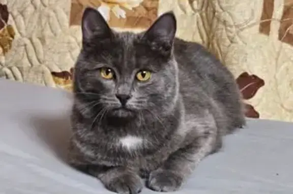 Пропала кошка, ул. Желябова 29, Магнитогорск
