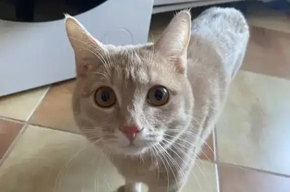 Кошки потеряшки, Москва, фото: Потеряшка кошка, Удальцова 3 к4, Москва