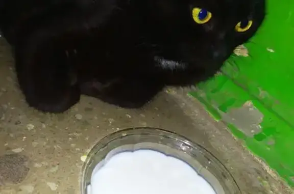 Найдена кошка, Железногорск, фото: Кошка найдена: Заводской проезд 3/3