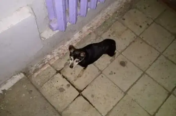 Найдена собака, Магнитогорск, фото: Старенькая собака найдена на Ленинградской, 13