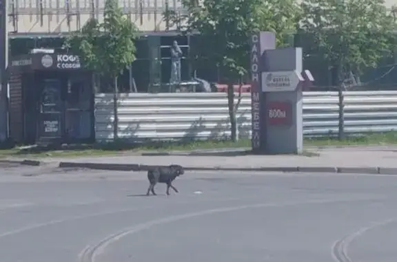 Собака найдена: Сумская ул., Курск