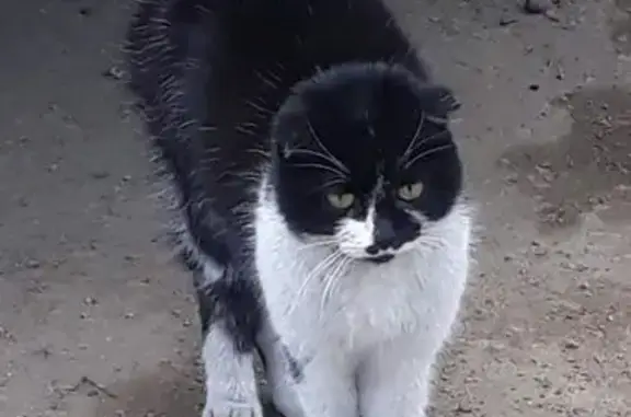 Найдена кошка, Улан-Удэ, фото: Кошка найдена на ул. Юного Коммунара