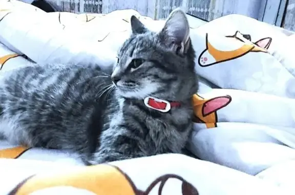 Пропала кошка, ул. Космонавтов, Бутурлиновка