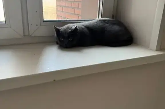 Кот найден в подъезде, Петрушина 1, Крск