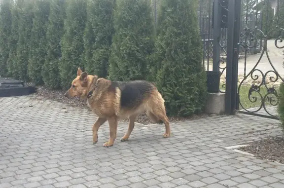 Найдена собака, Первомайское сельское поселение, фото: Собака найдена: 41К-181, Первомайское СП
