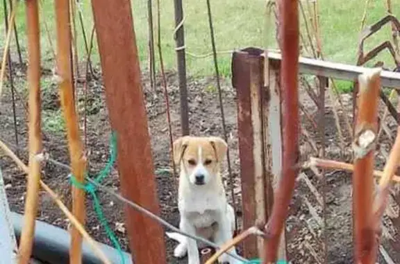 Щенок найден в Красноярском СП, Саратовская обл.