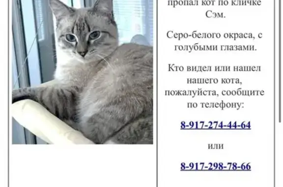 Пропала кошка, Молодёжная 2, Чистополь