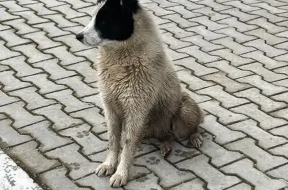 Найдена собака, Уфа, фото: Собака найдена на Элеваторной 7, Уфа