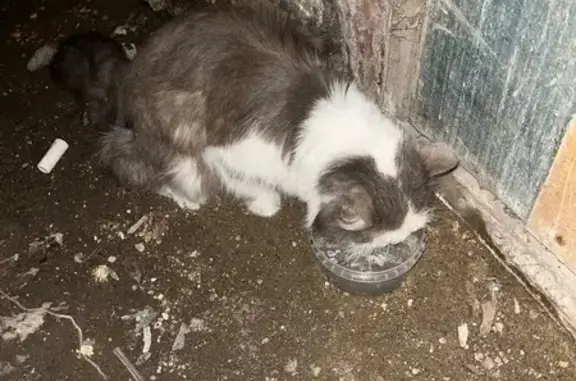 Найдена кошка, Тула, фото: Кошка найдена: Приупская ул., 2А, Тула