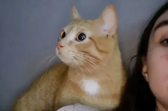 Кошки потеряшки, Томск, фото: Потеряшка кот Персей, Киевская 9, Томск