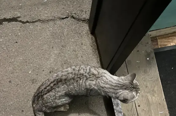 Кошка найдена: Северо-Западная, 226