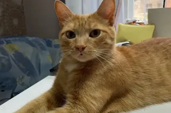 Кошки потеряшки, Томск, фото: Потеряшка кошка, Киевская ул. 9, Томск