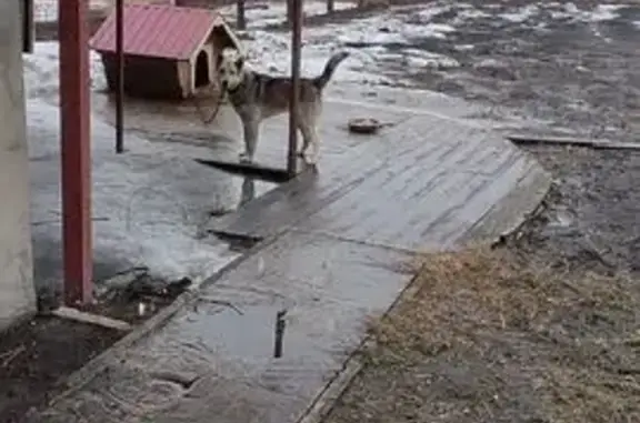 Собаки потеряшки, Прокопьевск, фото: Потеряшка собака, Путейский пер., 28Б, Прокопьевск