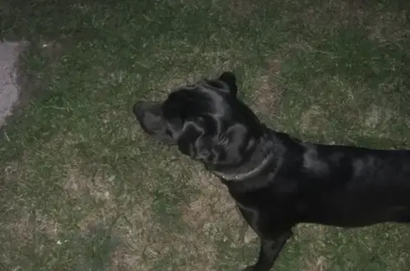 Собака найдена на Добросельской 161Б