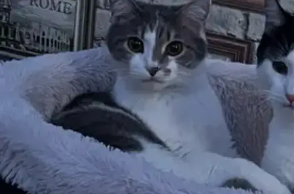 Пропала кошка, Дивногорск, Чкалова 15А