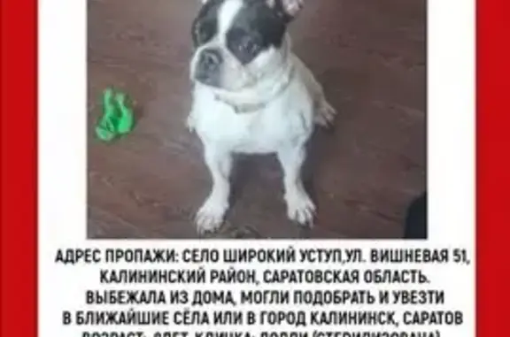 Пропала собака, Советская ул. 9, Калининск