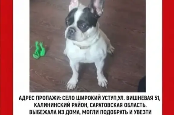 Пропала собака на Курортной, 5, Калининск