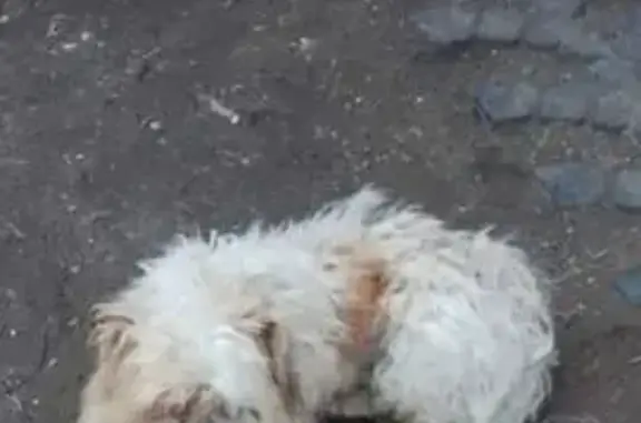 Пропала собака, Дом отдыха Чепца