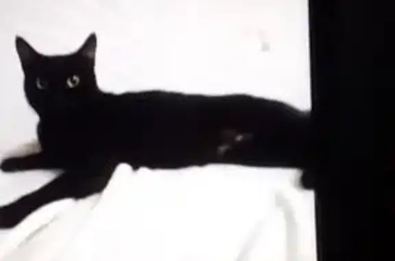 Пропала черная кошка, ул. Победы, 86