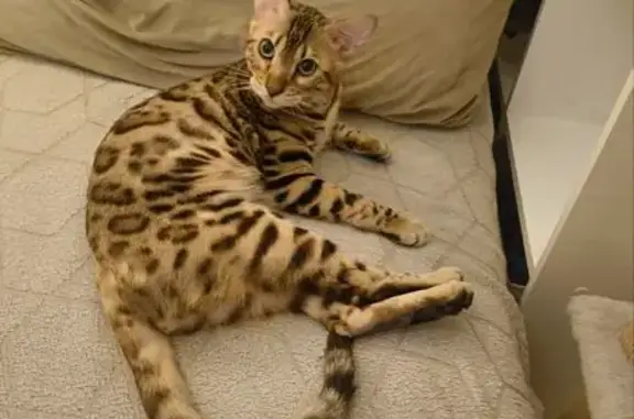 Кошки потеряшки, Кемерово, фото: Потеряшка кошка, ул. Сибиряков-Гвардейцев 1