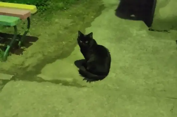 Кошка найдена: Григорово, Центр. ул., 22