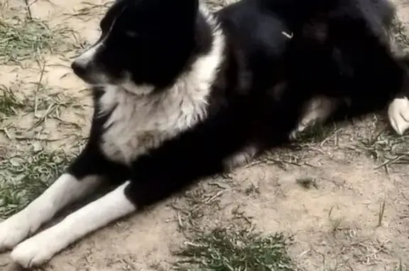 Собака найдена: ул. Шороновка, Владимир