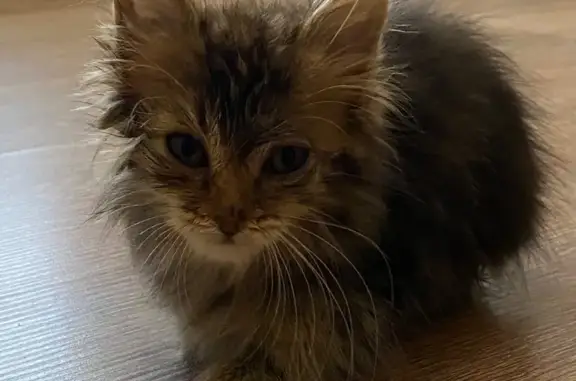 Найдена кошка, Уфа, фото: Трехцветная кошка найдена, Ленина 7, Уфа