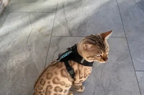 Кошки потеряшки, Московская область, фото: Потеряшка собака в поселке 291, МО