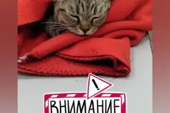 Найдена кошка, Иркутск, фото: Кошка найдена: Красноказачья, 20, Иркутск