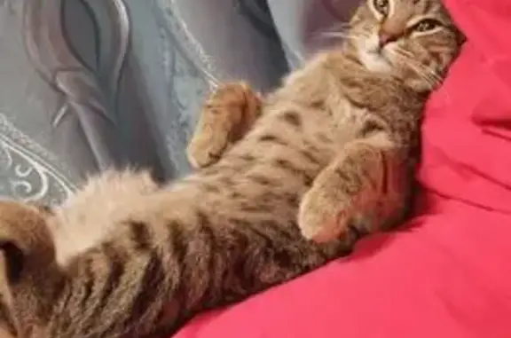 Кошка найдена: ул. Чайковского, 183, Челябинск