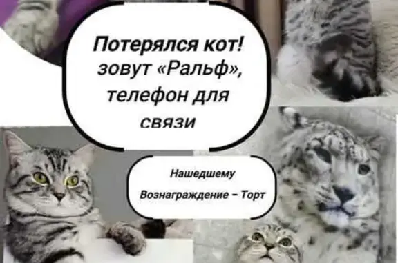 Пропала кошка, Книжный пер., 12, Ю-Сах.