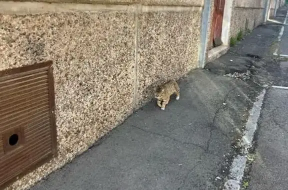 Найдена кошка, Красноярск, фото: Кошка найдена у прогимназии, Тимирязева 6