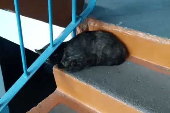 Пятнистая кошка найдена у Тюленина 9