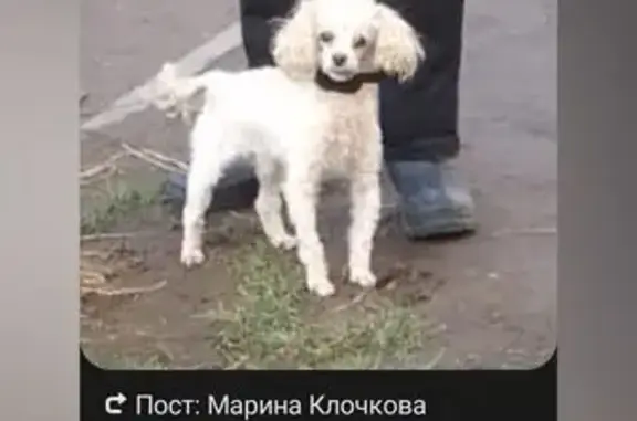 Найден пудель в лифте, Колпино, б-р Трудящихся 3