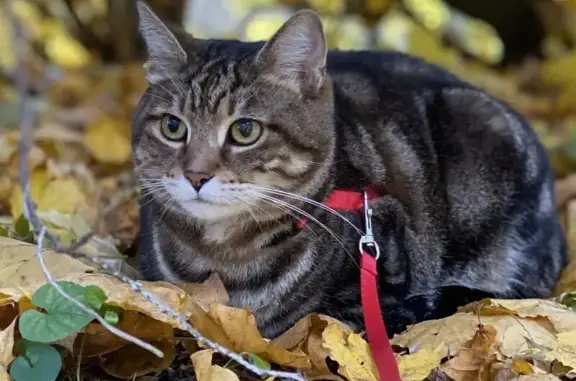 Пропала кошка, Тенистый проезд, 8