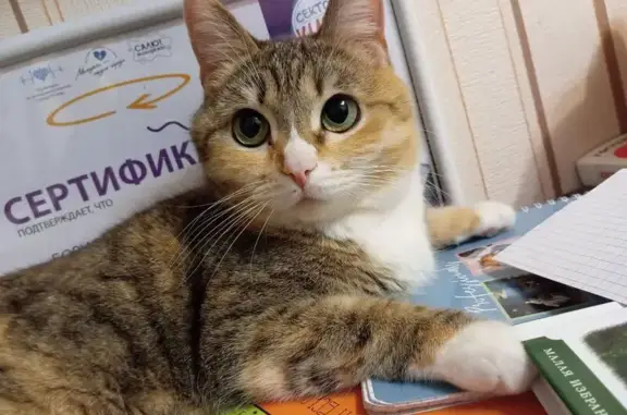 Кошки потеряшки, Вологда, фото: Потеряшка кошка, Северная ул., 26, Вологда